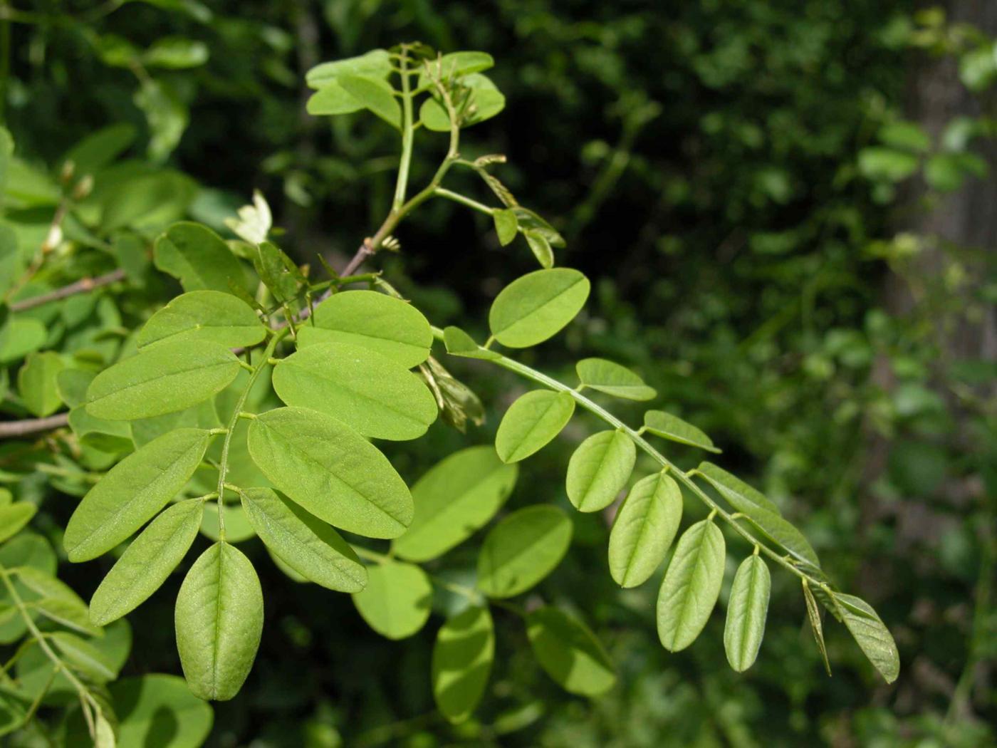Acacia, False, Black Locust leaf